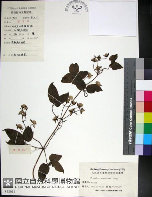 麥氏鐵線蓮藏品圖，第1張