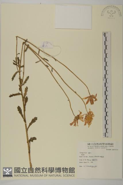 法國菊藏品圖，第1張