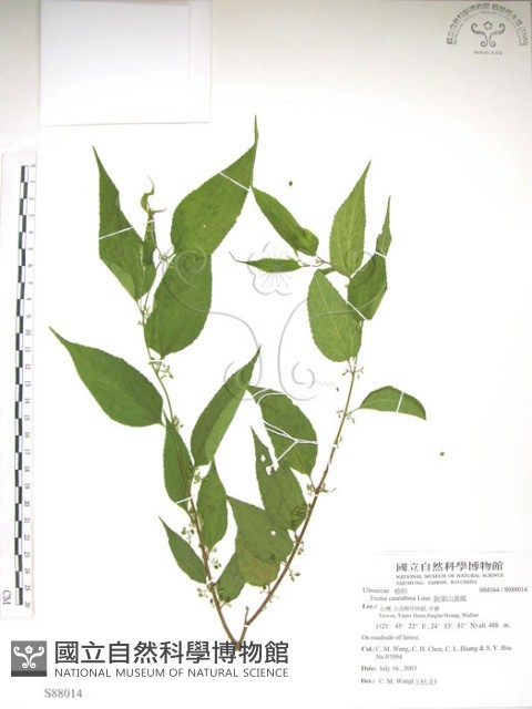 銳葉山黃麻藏品圖，第1張