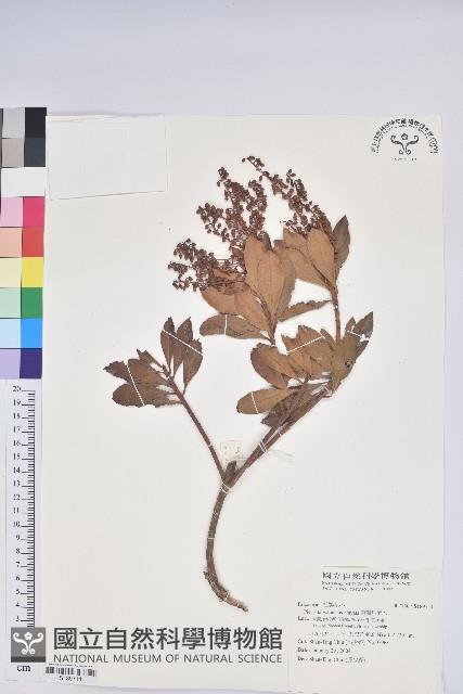 臺灣馬醉木藏品圖，第1張