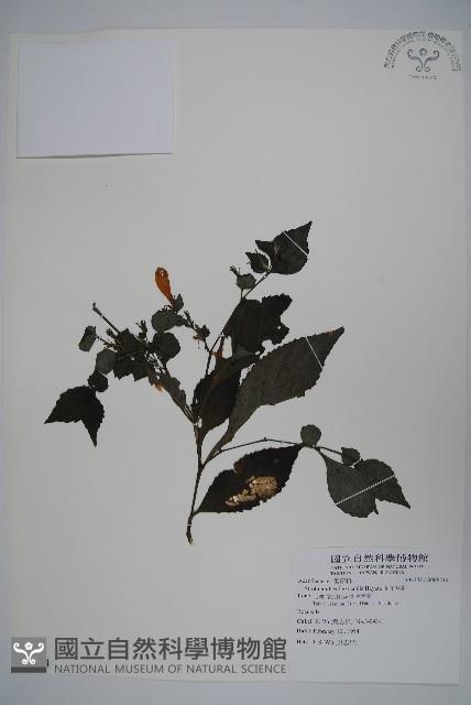 曲莖馬藍藏品圖，第1張