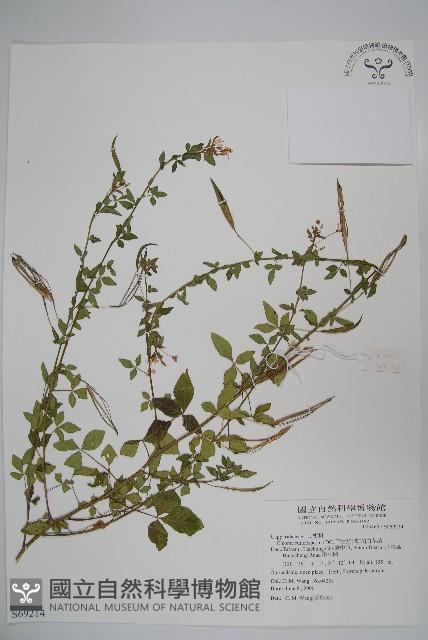 平伏莖白花菜、成功白花菜藏品圖，第1張