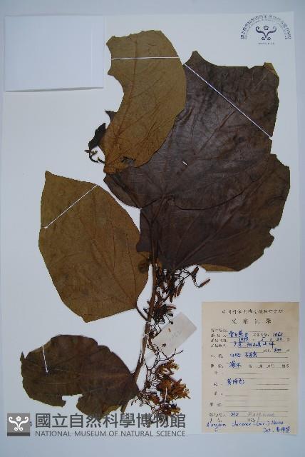 八角楓藏品圖，第1張