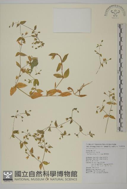 網脈繁縷藏品圖，第1張