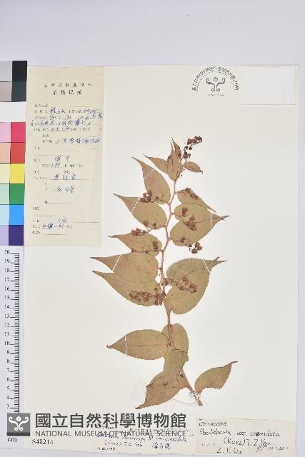 滇白珠藏品圖，第1張