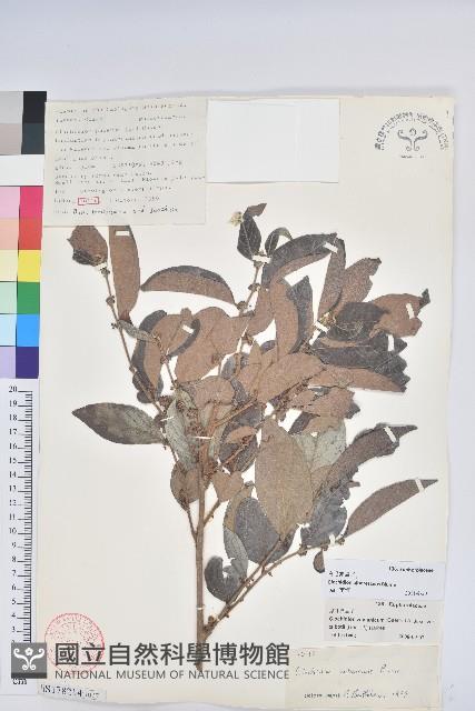 白毛算盤子藏品圖，第1張