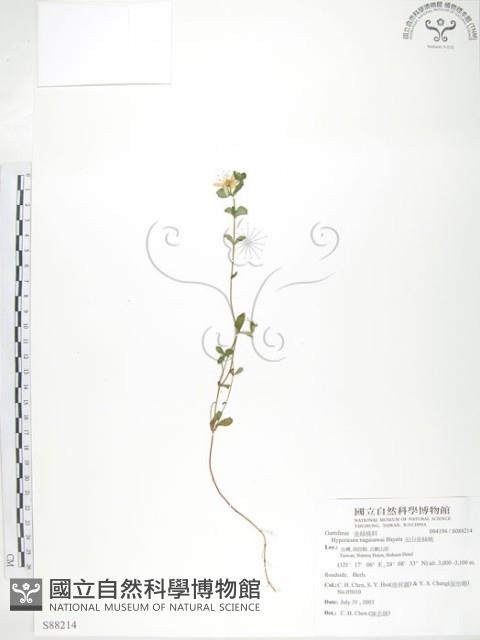 玉山金絲桃藏品圖，第1張