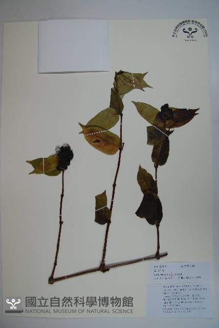 貴州忍冬藏品圖，第1張