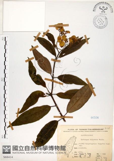 華八仙藏品圖，第1張