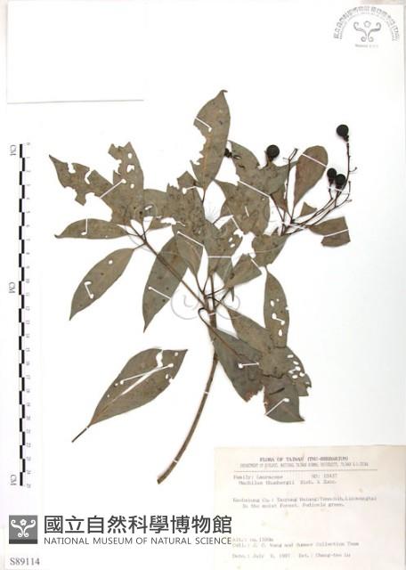 豬腳楠藏品圖，第1張