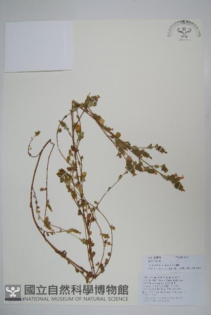 滇韭藏品圖，第1張