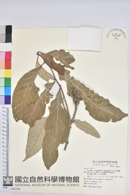 鬼石櫟、儲葉石櫟藏品圖，第1張