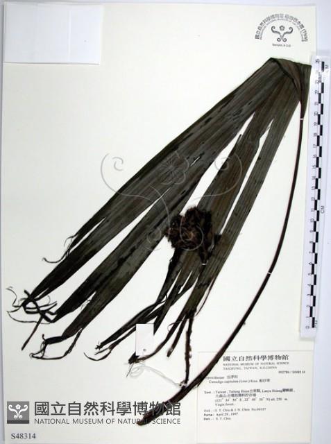 船子草、船仔草藏品圖，第1張