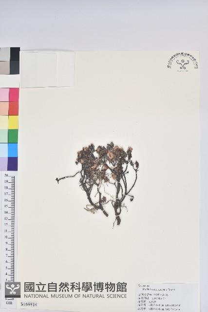 大白杜鵑藏品圖，第1張