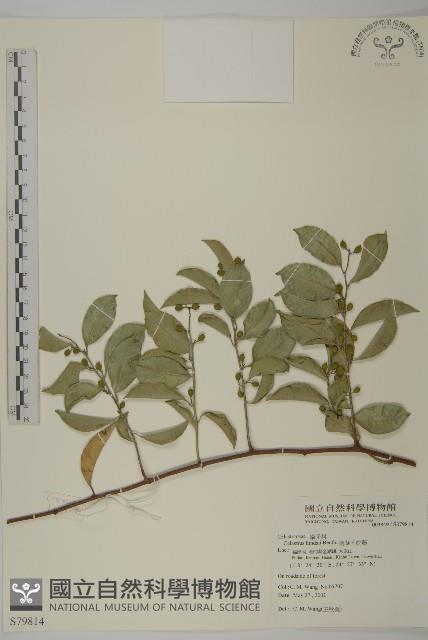 南華南蛇藤，青江藤藏品圖，第1張