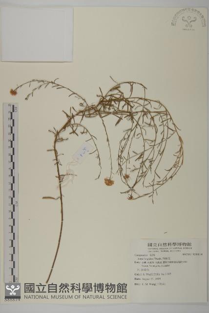 狗娃花藏品圖，第1張