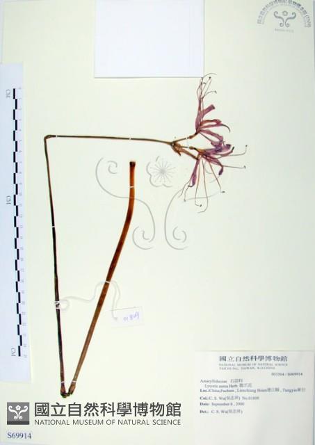 龍爪花、金花石蒜藏品圖，第1張