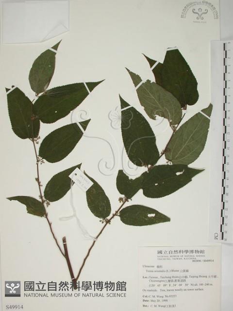 山黃麻藏品圖，第1張