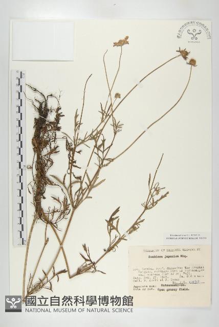 山籮卜藍盆花藏品圖，第1張