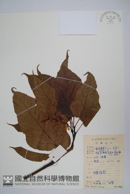 青榨槭藏品圖，第1張