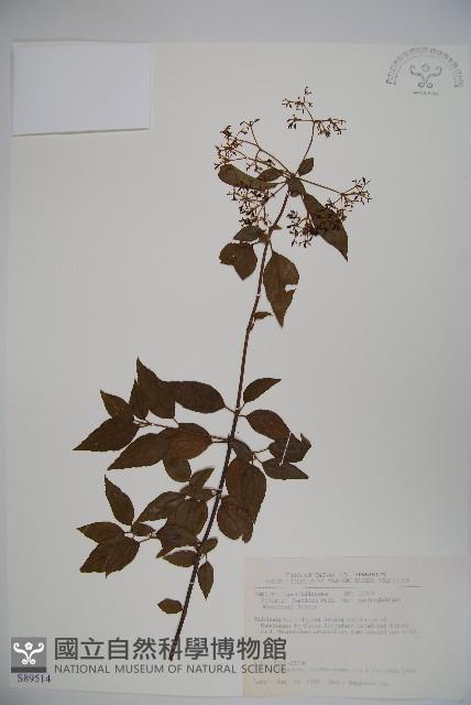 狹葉莢迷藏品圖，第1張