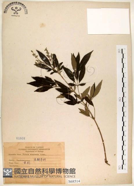 黃荊藏品圖，第1張