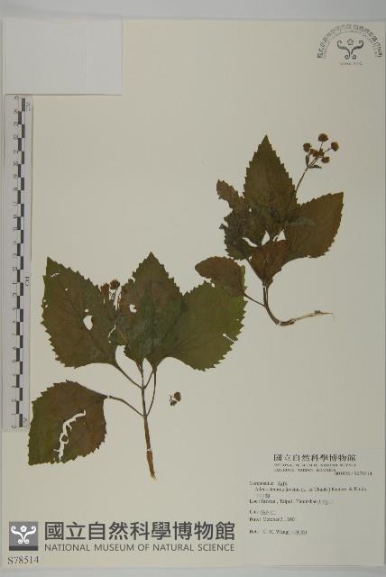 下田菊藏品圖，第1張