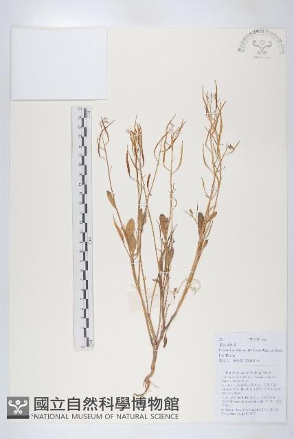 蓳色碎米薺藏品圖，第1張