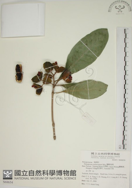 蘭嶼海桐藏品圖，第1張