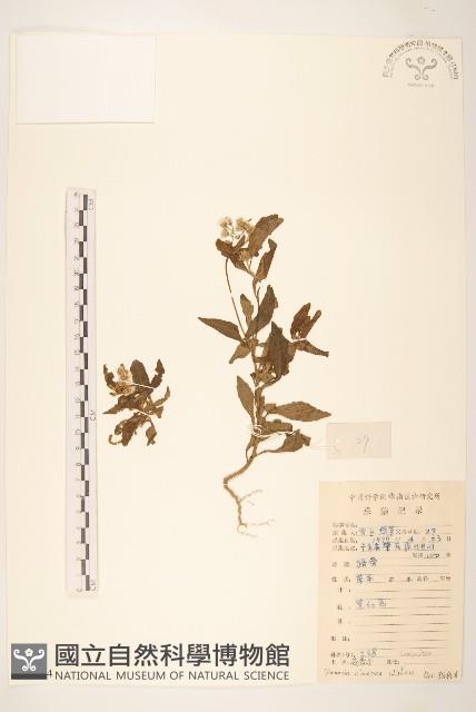 一枝香藏品圖，第1張