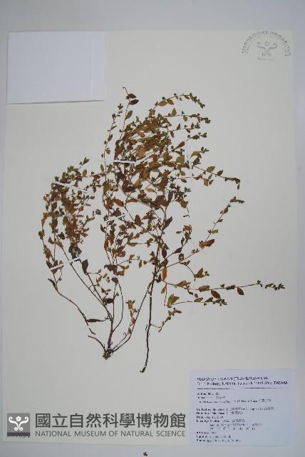 細纍子草藏品圖，第1張