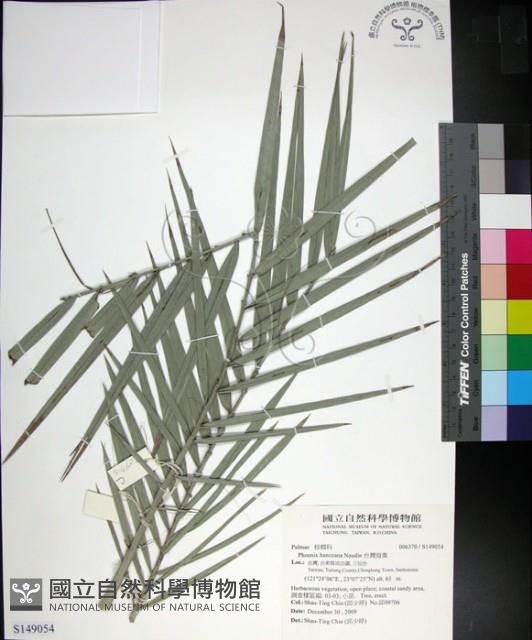 台灣海棗藏品圖，第1張