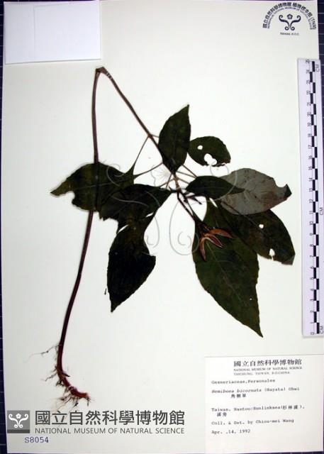 角桐草、台灣半蒴苣苔藏品圖，第1張