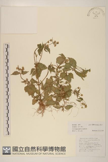小米菊藏品圖，第1張