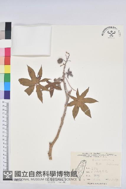 蓖麻藏品圖，第1張