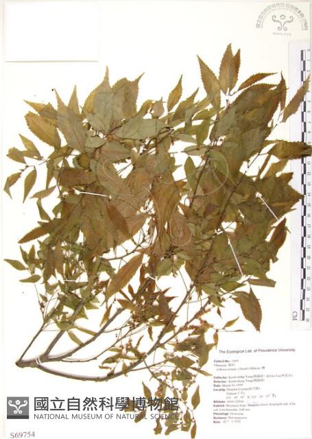 櫸、雞油藏品圖，第1張