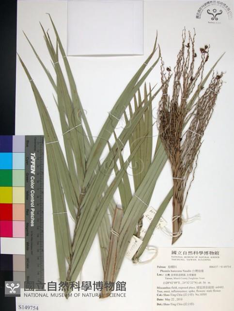 台灣海棗藏品圖，第1張