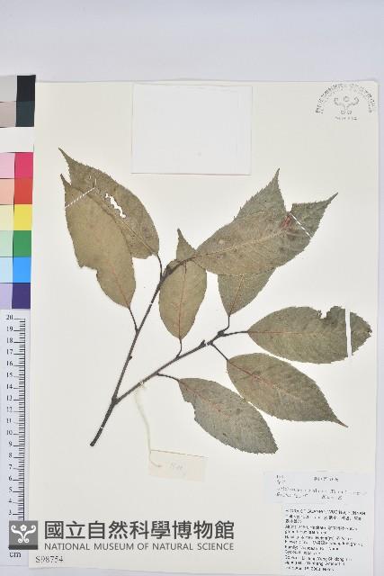 青剛櫟、鐵椆藏品圖，第1張