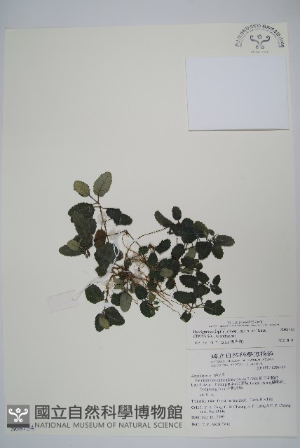 匍匐半插花藏品圖，第1張