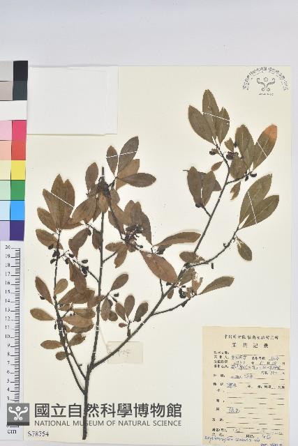 華古柯藏品圖，第1張