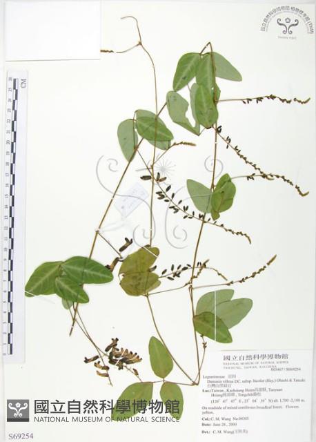 台灣山黑扁豆藏品圖，第1張