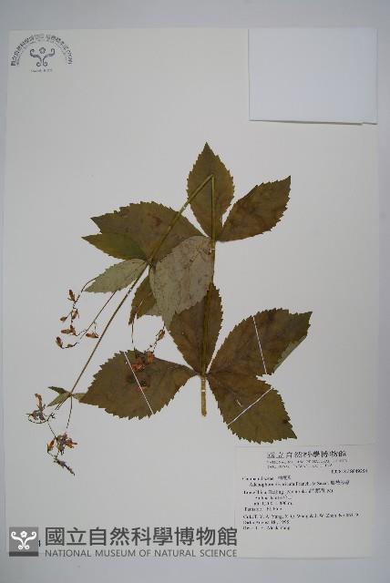 展枝沙參藏品圖，第1張