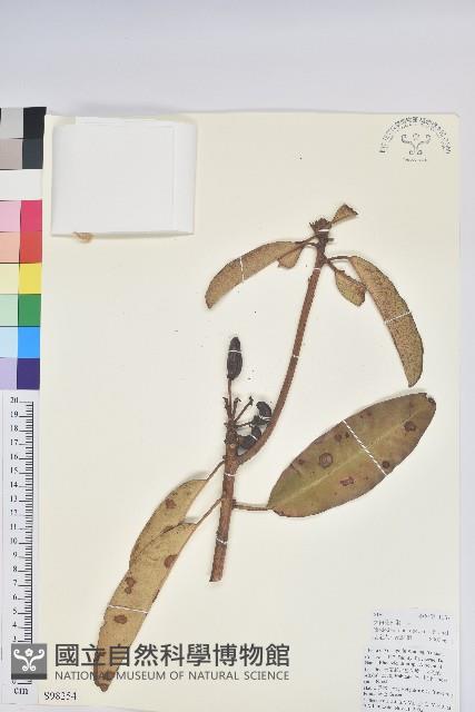 大白杜鵑藏品圖，第1張