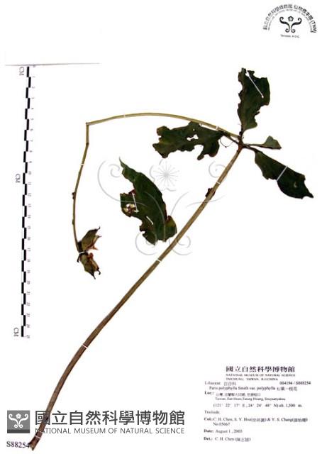 七葉一枝花藏品圖，第1張