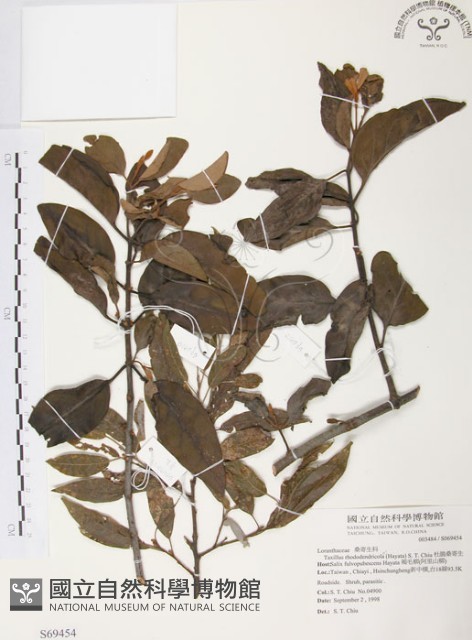 杜鵑桑寄生藏品圖，第1張