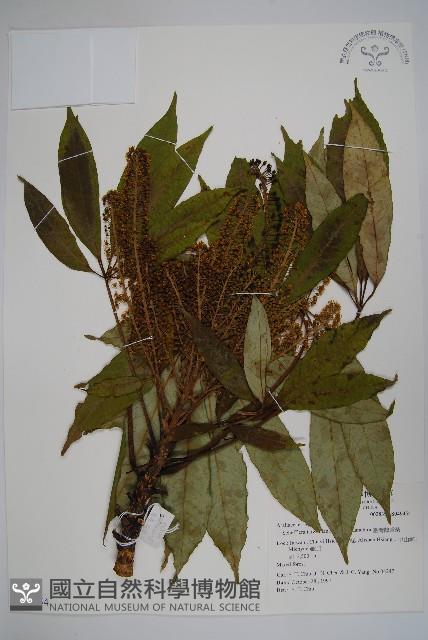 臺灣鵝掌柴藏品圖，第1張