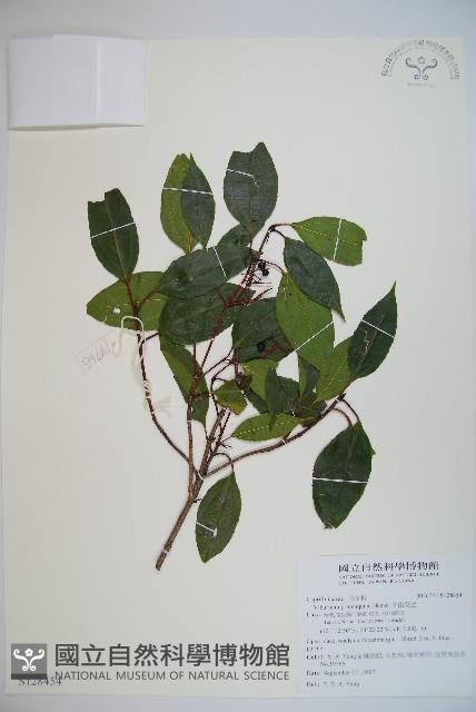 高山莢迷藏品圖，第1張