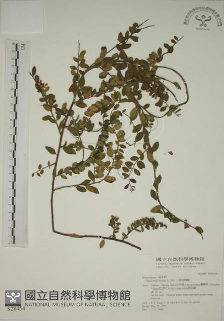 小葉黃鱔藤藏品圖，第1張