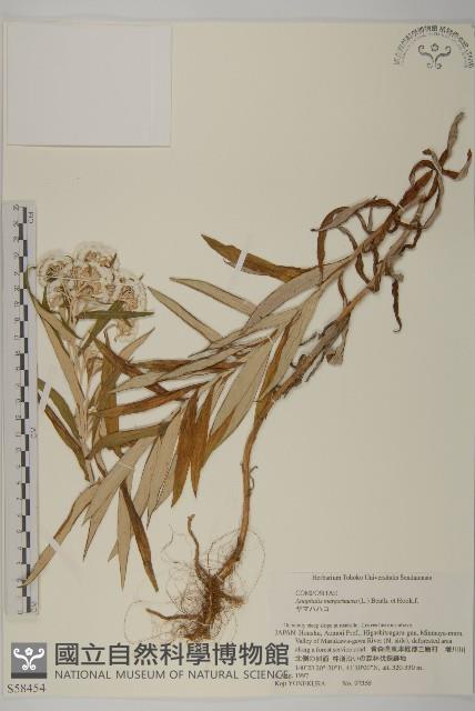 抱莖籟簫藏品圖，第1張