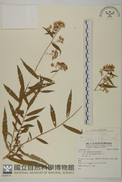 臺灣馬蘭藏品圖，第1張